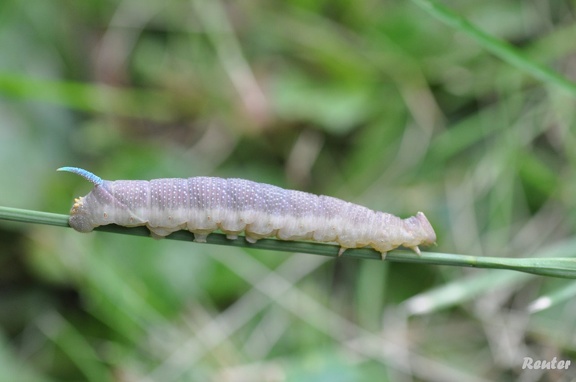 Pappelschwärmer (Laothoe populi)